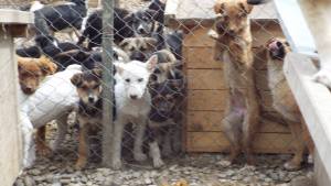 Puppies in the puppy pen funded by Hope for Romanian Strays