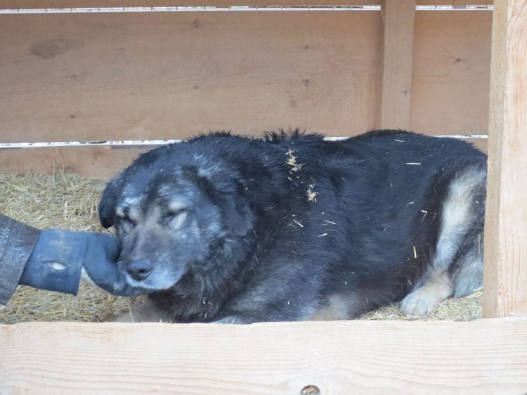 In the shelter Franz doesn't get the cuddles he loves - can you help him?