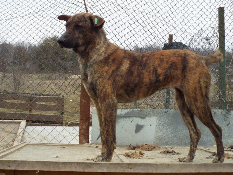 Poor old Larry is still waiting to get out of the shelter - please help him!