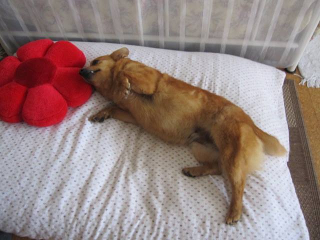 Lorry clearly relaxed and enjoying life outside of the shelter