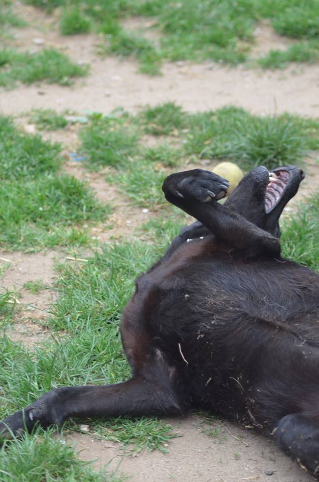 Gypsy - clearly loving freedom