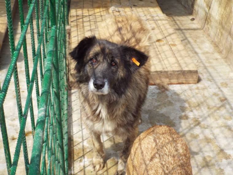 One of the new arrivals - old and with a poorly eye his hopes of survival are low unless he is found a home