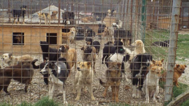 Dogs in the overcrowded shelter hoping for a better life