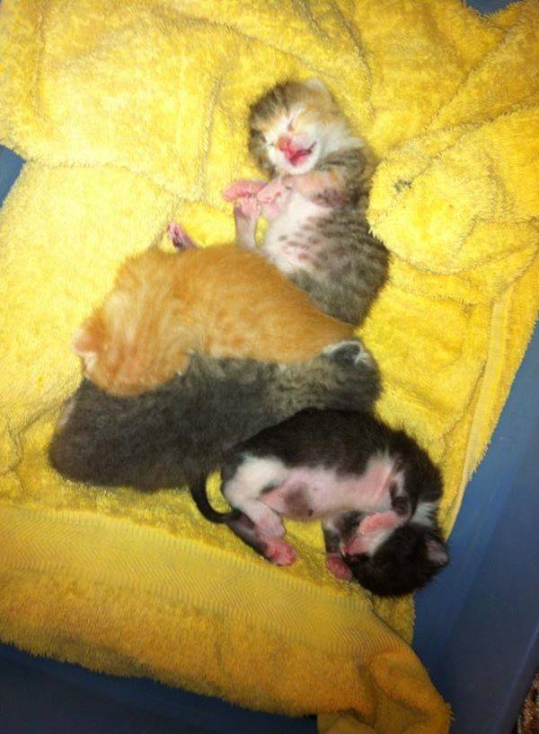 Four tiny lucky little kittens