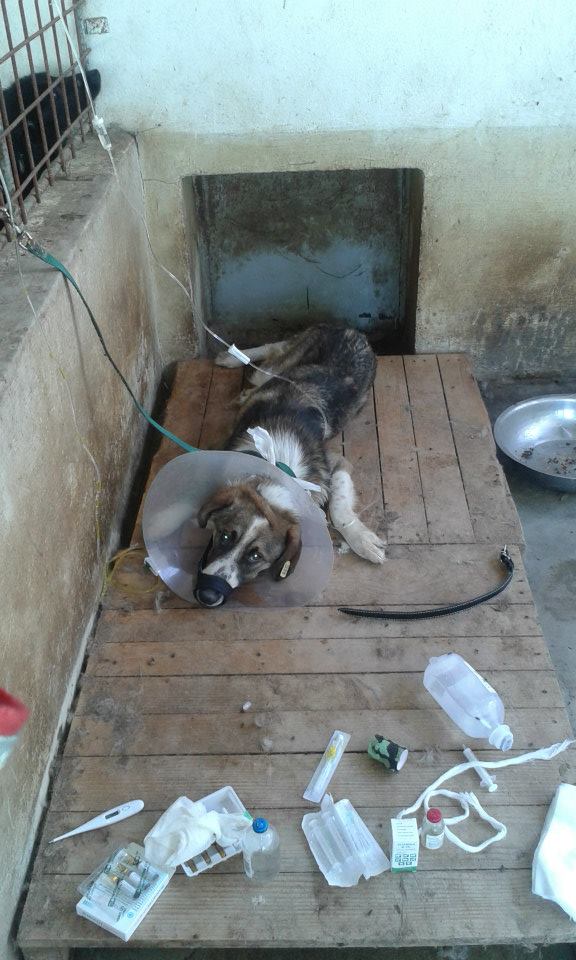 Sadly another very sick and emaciated dog close to death