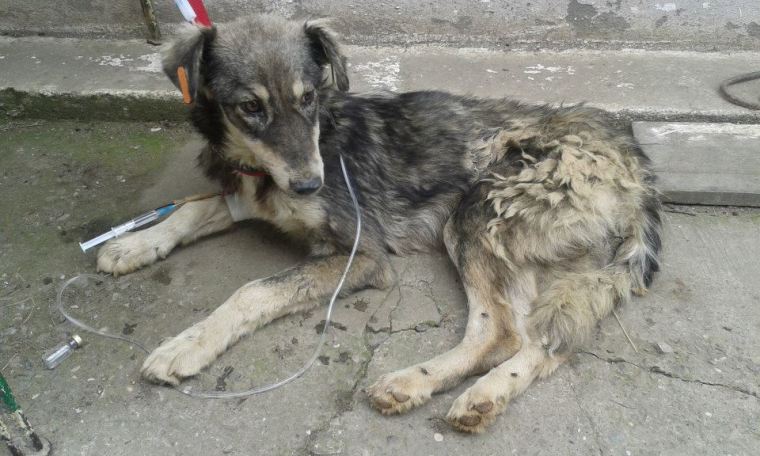 One of the "lucky" Romanian strays in that he ended up in Aniela's care