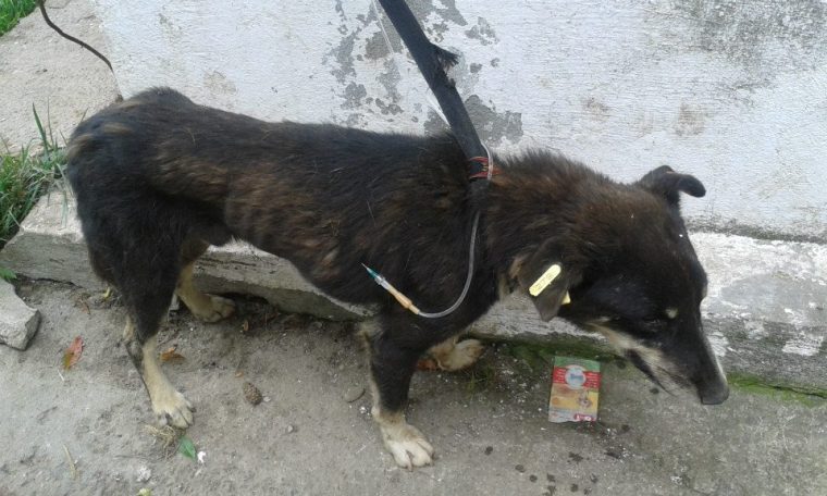 A starving, sick dog – sadly a common sight in Romania