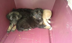 Why were we left to die in a field?