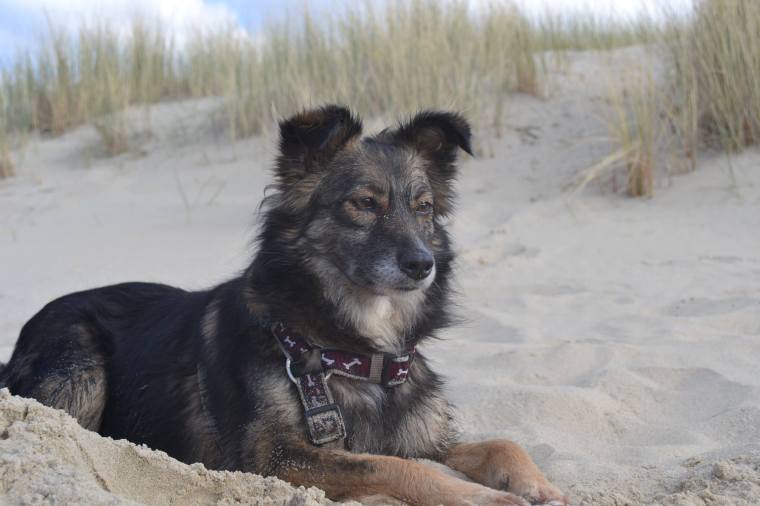 We have over 100 happy tails this year so far - support us to give more dogs a new life