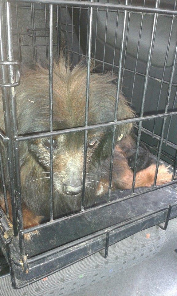 Not leaving to die, old, blind and alone on the streets.