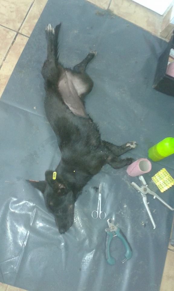 Trying to fight the battle and reduce the number of strays through neutering programmes