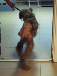 Terrible sores and bones