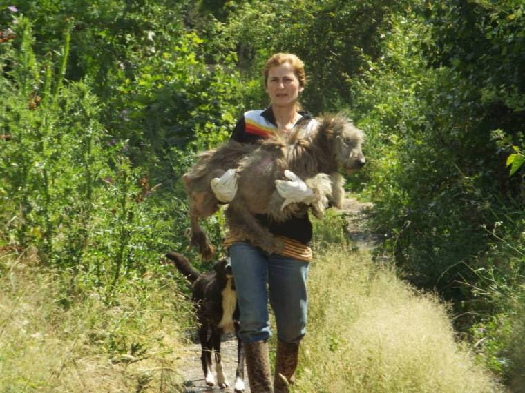 Ursa being carried to safety