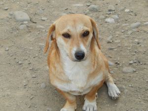 It's not just puppies who need help - their mum does too