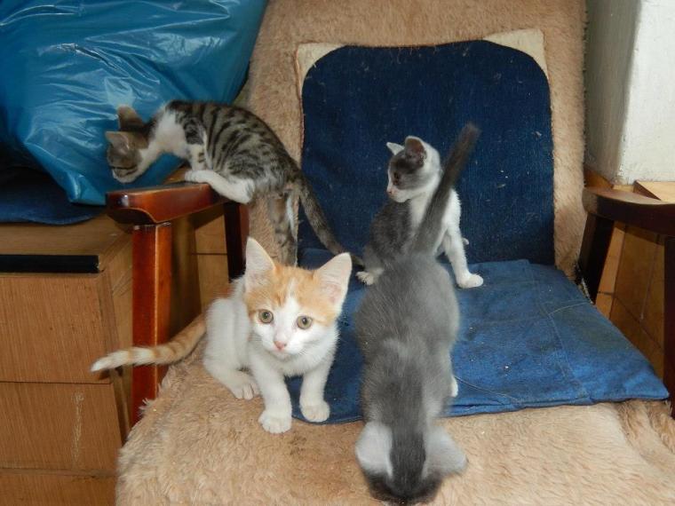Sylvia's foster kittens ... looking for mischief!