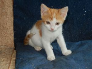 Foster kitten ... waiting for a forever home