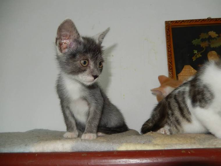 Kitten cuteness looking for a home