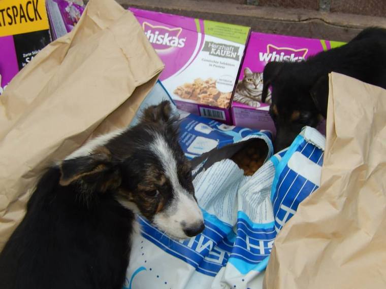 Puppies checking out donated food 