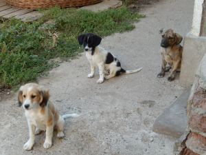 Puppies waiting for food