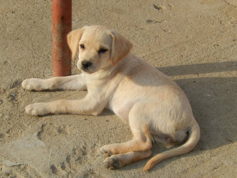 Little lab like puppy wondering when she will find her forever home