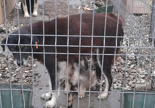 Mum with her puppies in the shelter - will you help save her babies?