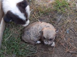 Pumpkin dumped outside the shelter