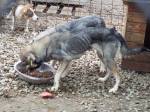 Emaciated dog eating food thanks to donations.  Without more this dog will not survive this winter
