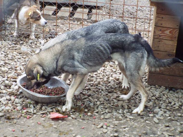 Emaciated dog eating food thanks to donations.  Without more this dog will not survive this winter