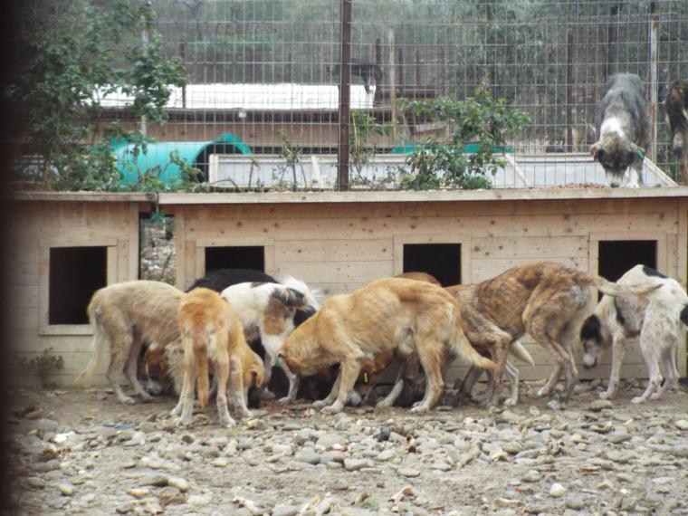 Emaciated dogs in the Bucov shelter