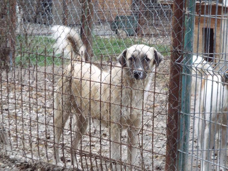 Andrei - one of many dogs hoping to be adopted before the full onslaught of winter