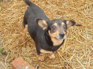 Santa Claus, rescued from the streets at Christmas.  He's a little chap, 9kg, with neurological problems with his back legs which he is fine with but is looking for a home without too many stairs.