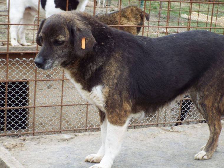 6 year old Nelly, very shy and always overlooked by potential adopters. 