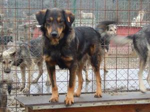 Lotus.  A friendly 4 year old, 50cm dog, who absolutely hates the mud in the shelter and spends his time on the kennel roof to avoid the mud.