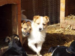 Austin - around 2 years old & with a deformed paw.  30cm big & 5- 7kg