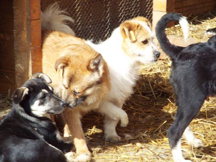 Austin - around 2 years old & with a deformed paw.  30cm big & 5-7kg