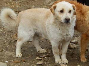 Pirate is a relaxed 4 year old dog of moderate temperament. He is friendly to humans, you can crawl and searches for the contact. Pirate has no problems with other dogs.