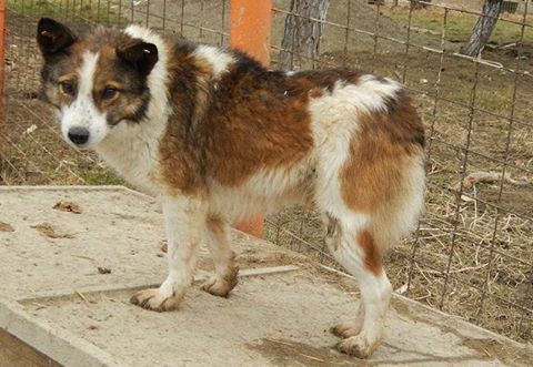 Grandpa Frederik, nearly 10 years old friendly chap