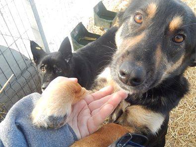 Zofie - 2 years old & 45cm high, 15kg.  Missing her front paw