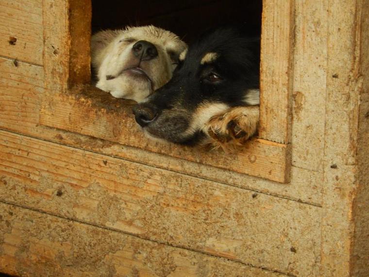 Dreaming of a better future