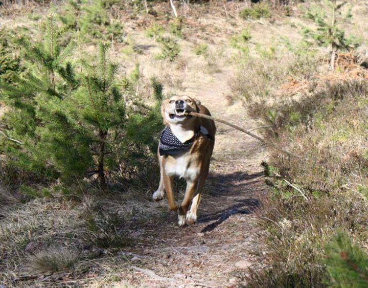 Buddy enjoying his new life