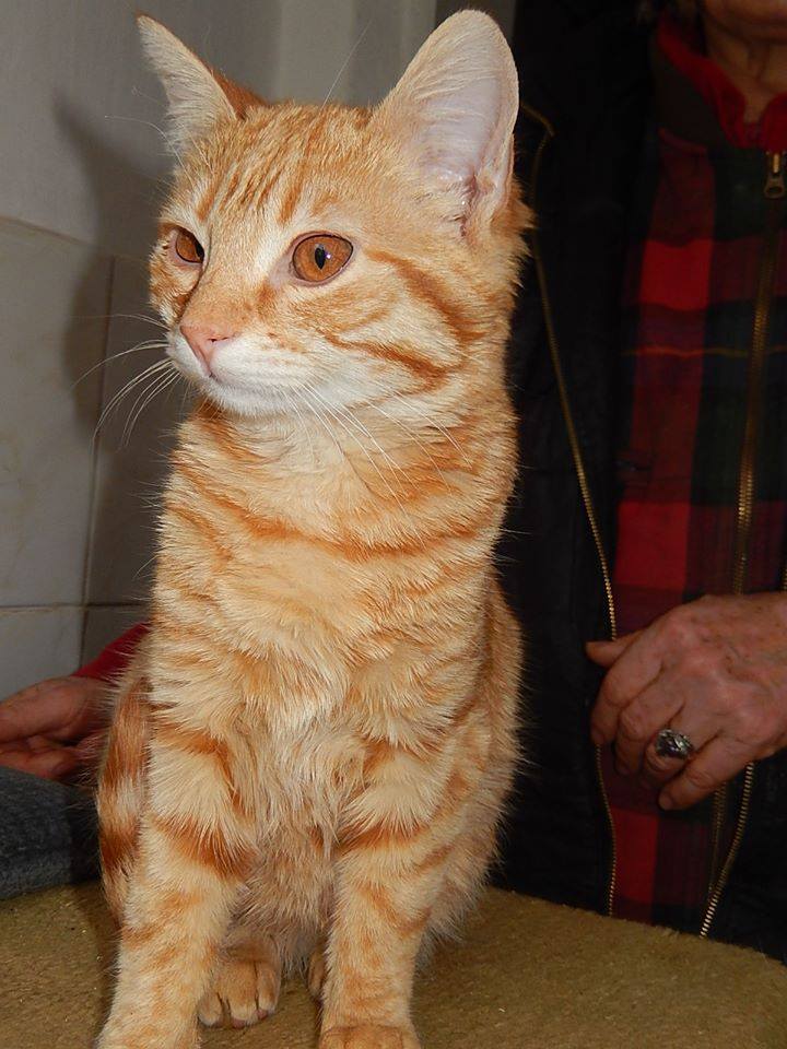 Cats like Nando have Happy Tails too!