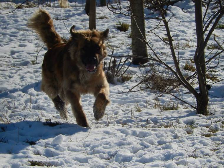 Oskar enjoying the freedom of running in the snow