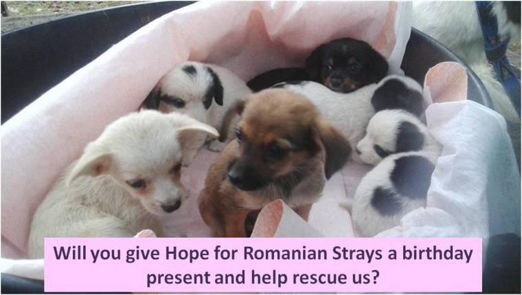 H4S birthday present