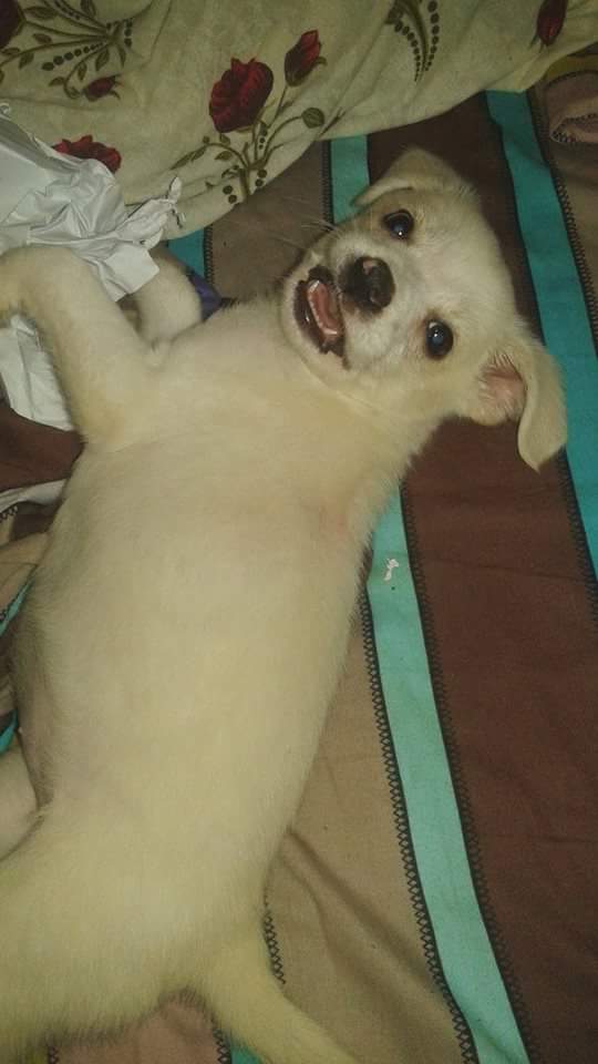 One of the puppies we rescued - now wreaking havoc in foster care like a normal puppy should. We have no more foster places left for other puppies though