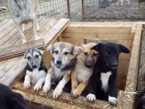 Puppies in desperate need of food