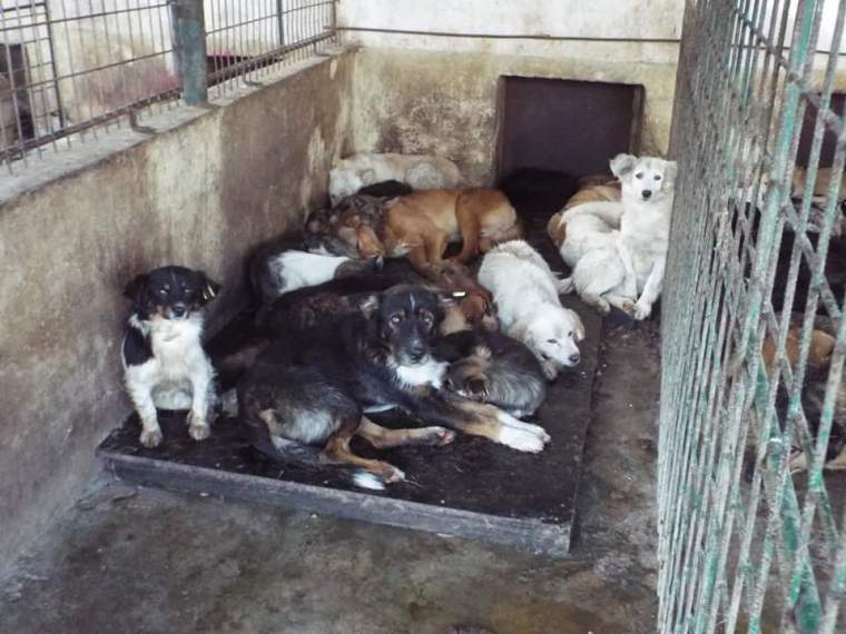 Overcrowded conditions in the shelter