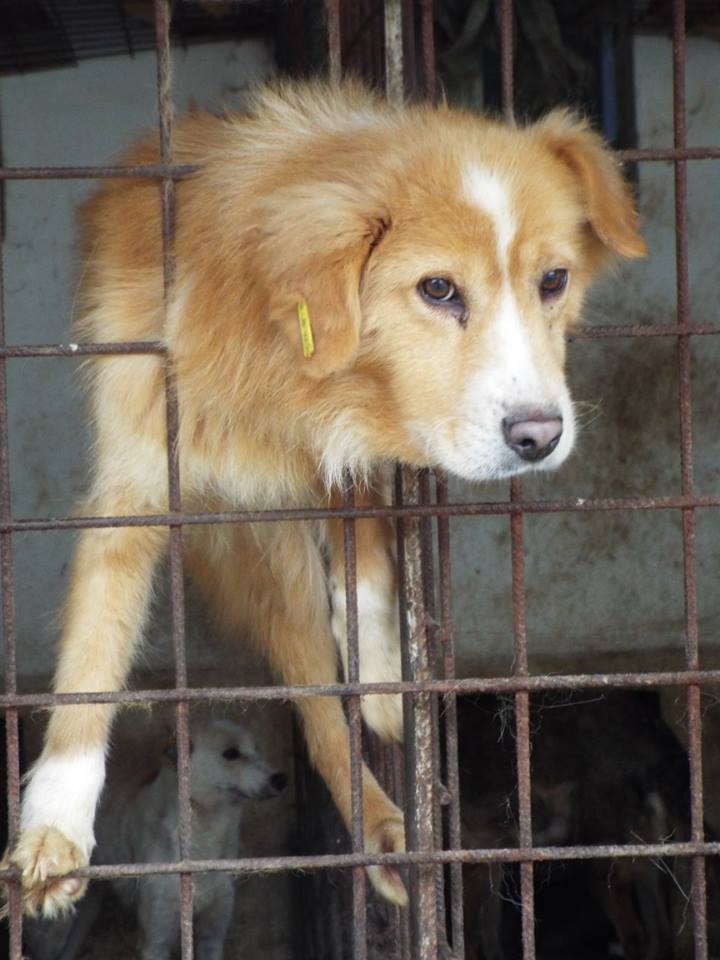 10269361_929917917087249_3062384533052050683_n