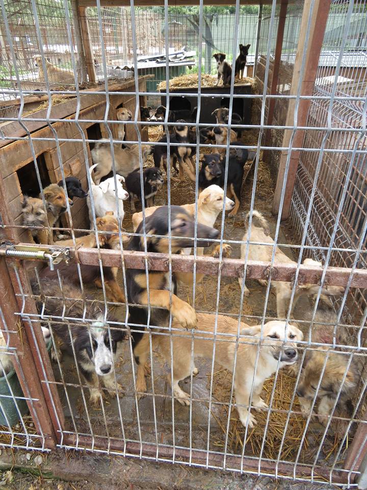 13325537_1038170702917571_8279400360412020382_n